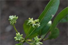Morinda umbellata